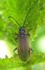 Cantharis pulicaria